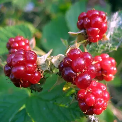 Княженика АСТРА в Слониме