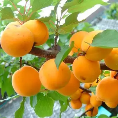 Абрикос ОРИГИНАЛ в Слониме