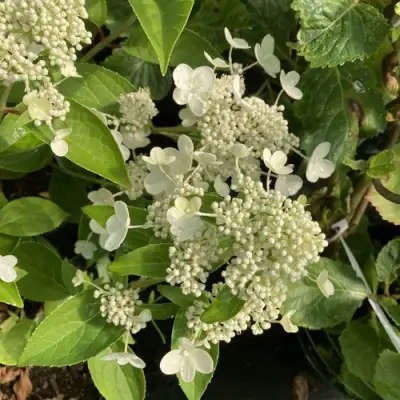 Гортензия ПРИМ ВАЙТ метельчатая в Слониме