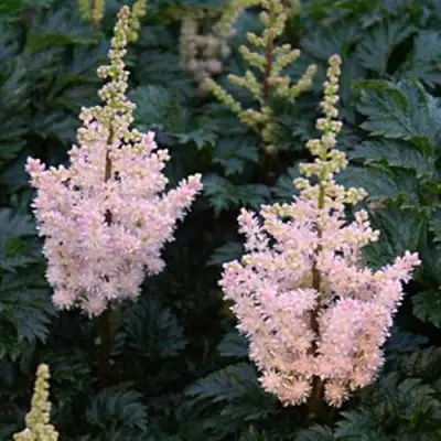 Астильба ЛИЛИПУТ курчавая в Слониме