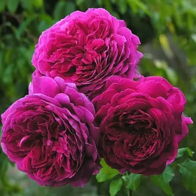 Роза КЕЙТ английская в Слониме