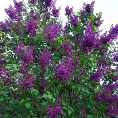 Сирень СУМЕРКИ в Слониме