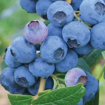 Голубика ЭРЛИБЛЮ в Слониме