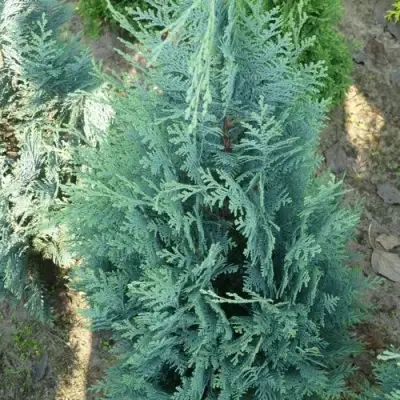 Кипарисовик КОЛУМНАРИС лавсона в Слониме