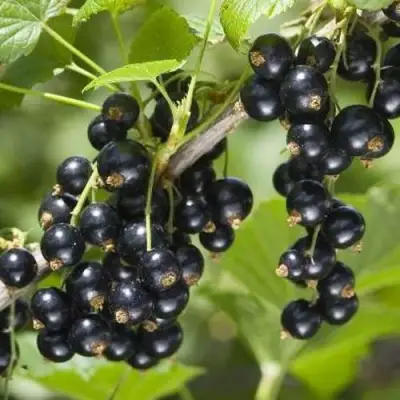 Смородина чёрная ВОЛШЕБНИЦА в Слониме