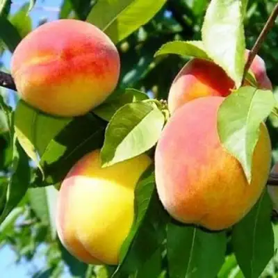 Персик ПАМЯТЬ ЛОЙКО в Слониме