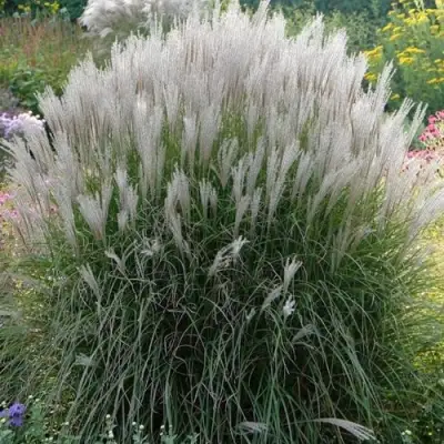 Мискантус КЛЯЙН СИЛЬБЕРСПАЙН китайский  в Слониме