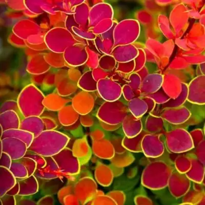 Барбарис ОРАНЖ САНРАЙЗ тунберга в Слониме