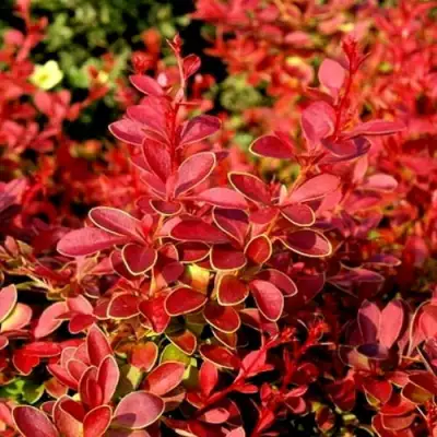 Барбарис КОРАЛ тунберга в Слониме