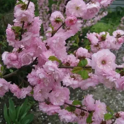 Миндаль ТРЁХЛОПАСТНЫЙ (луизеания) в Слониме