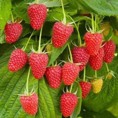 Малина БРУСВЯНА в Слониме