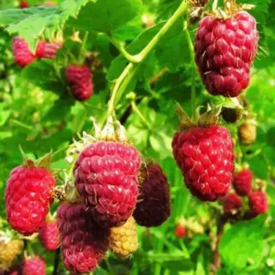 Малина ДЖОАН ДЖИ (ДЖОАН ДЖЕЙ) в Слониме