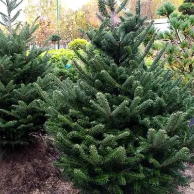 Пихта ФРАЗЕРА в Слониме