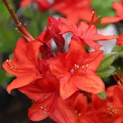 Азалия ПАРКФАЕР листопадная в Слониме