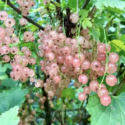 Смородина розовая ГОЛЛАНДСКАЯ РОЗОВАЯ в Слониме