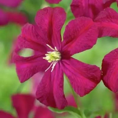 Клематис МАДАМ ДЖУЛИЯ КОРРЕВОН в Слониме