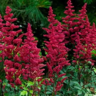 Астильба БУРГУНДИ РЕД Арендса в Слониме