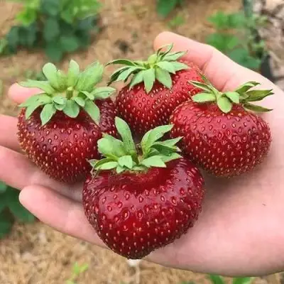 Клубника МАЛЬВИНА в Слониме