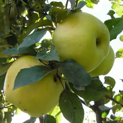 Яблоня АНТОНОВКА ОБЫКНОВЕННАЯ в Слониме