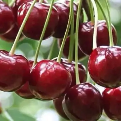 Вишня УЙФЕХЕРТОЙ ФЮРТОШ в Слониме