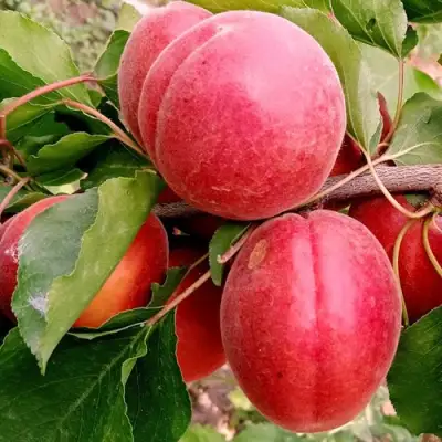 Абрикос РУБИСТА в Слониме