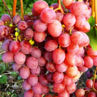 Виноград КИШМИШ КРАСНЫЙ в Слониме