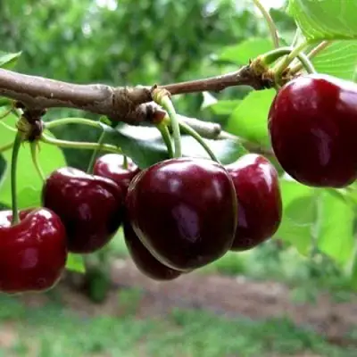 Вишня МОРОЗОВКА в Слониме