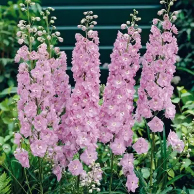 Дельфиниум ПЕТТИКОУТ гибридный в Слониме