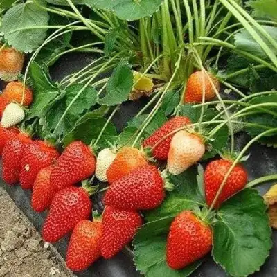 Клубника РОКСАНА в Слониме