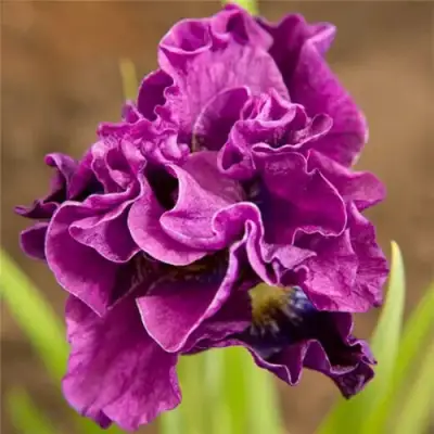 Ирис БАНДЛ ОВ ДЖОЙ сибирский в Слониме