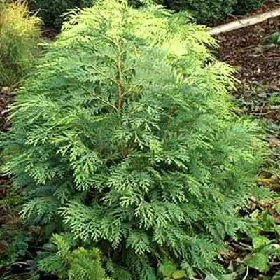 Кипарисовик САНКИСТ лавсона в Слониме