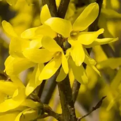 Форзиция ТАРАНДТ промежуточная в Слониме