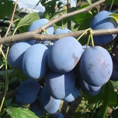 Слива ЧАЧАКСКАЯ РАННЯЯ в Слониме