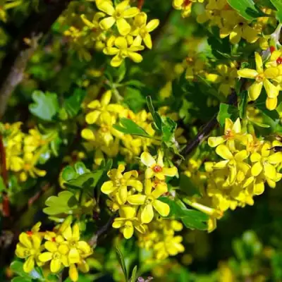 Смородина золотистая ВИШНЕВАЯ в Слониме