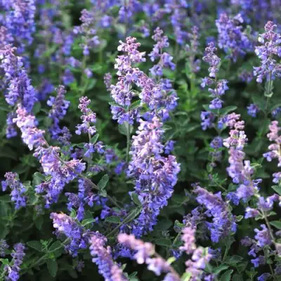 Котовник СИКС ХИЛЛС ГИАНТ в Слониме