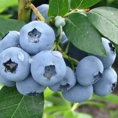 Голубика БЛЮЭТТА в Слониме