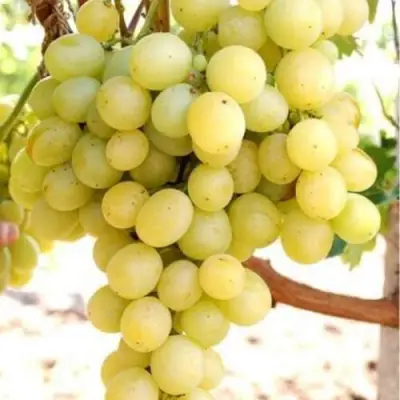 Виноград ТАЛИСМАН в Слониме