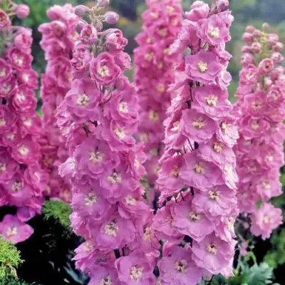 Дельфиниум ДЕЛЬФИС ПИНК ПАУЭ высокий в Слониме