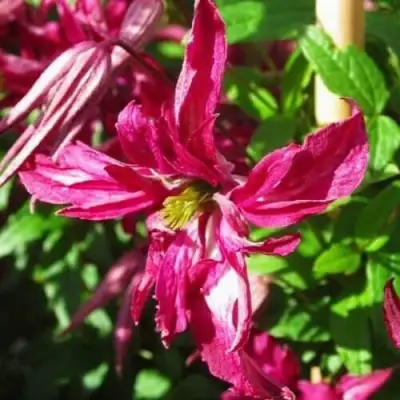 Клематис РОЗАЛИН в Слониме