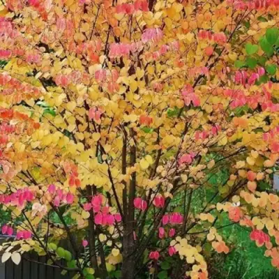 БАГРЯННИК японский в Слониме