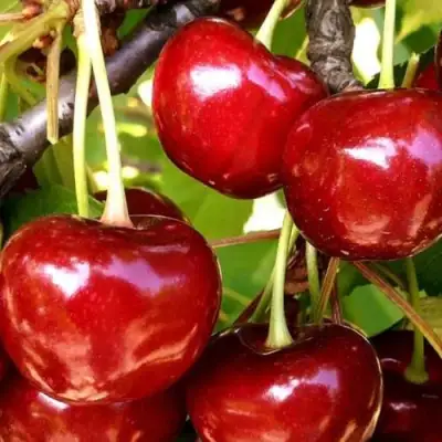 Черешня МИНЧАНКА в Слониме