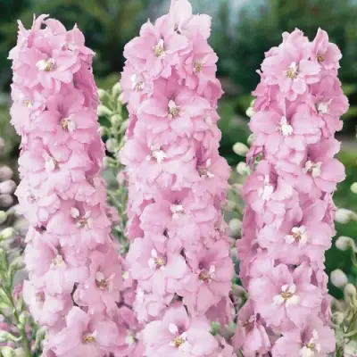 Дельфиниум ПЕТТИКОУТ гибридный в Слониме