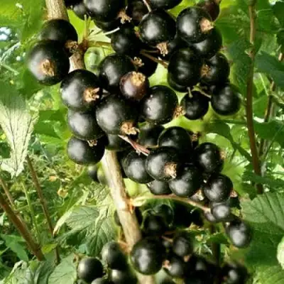 Смородина черная БЕН ТИРЕН в Слониме