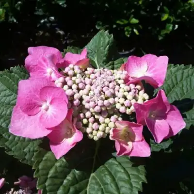 Гортензия БЛАУМАЙС (БЛАУМАЙЗЕ) крупнолистная в Слониме