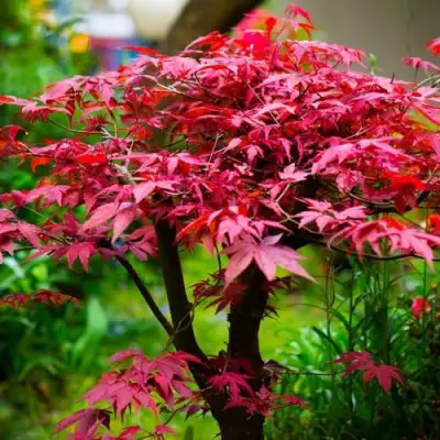 Клен дланевидный АТРОПУРПУРЕУМ в Слониме