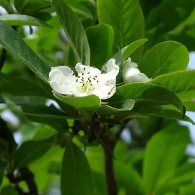 МУШМУЛА  в Слониме