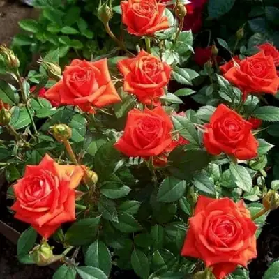 Роза ОРАНЖ ДЖЕВЕЛ миниатюрная в Слониме