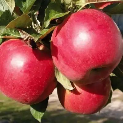 Яблоня РУБИН в Слониме