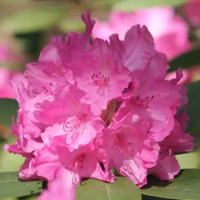 Рододендрон ЛУМИНА в Слониме