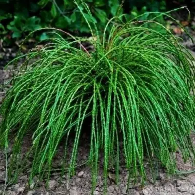 Туя ВИПКОРД складчатая в Слониме